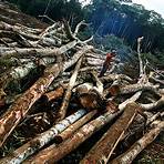 consequências do desmatamento para o meio ambiente1