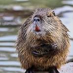 beaver species5