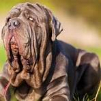 what is the largest breed of mastiff in the world2