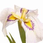 iris pflanzen standort4