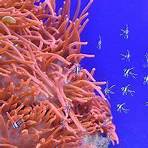 coral reef definition for children to understand3