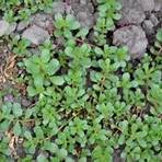 how to kill spurge weeds1