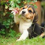 beagle4
