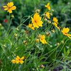 does coreopsis need deadheading flowers video4