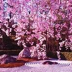 cherry blossom1