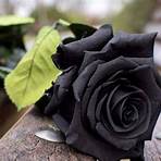 black rose meaning1