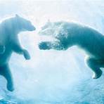polar bears fun facts4