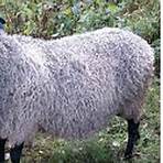 gotland sheep2
