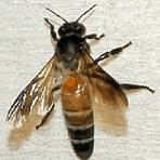 honey bee species3