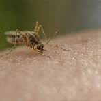 malária é contagiosa5
