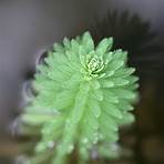 粉綠狐尾藻2