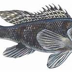 sea bass fish wikipedia4