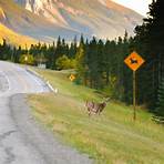 What should I do if I see a deer crossing sign?4