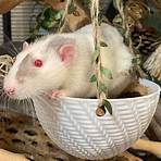 dumbo rat personality3