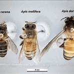 honey bee species2