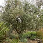 olive tree2