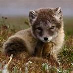 arctic fox animals1