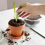 How do you propagate a spider plant?1