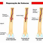 esqueleto corpo humano completo3