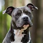 staffordshire american terrier1