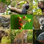 tropical rainforest animals names2