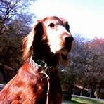 irish setter rescue dogs available4