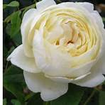 rose inglesi da austin vendita2