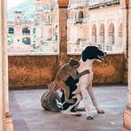 Jaipur, Índia5