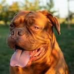 turner & hooch dog breed4