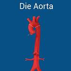 wie groß ist die aorta3