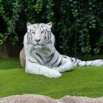 el tigre blanco wikipedia1