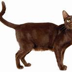 havana brown cat lifespan1