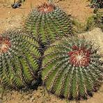 ferocactus robustus4
