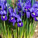 iris pflanzen standort2