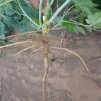 raízes tuberosas são:3