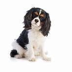 cavalier king charles spaniel1