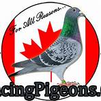 how much did a pigeon sell for at auction today1
