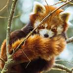 Is red panda the first wild card?2