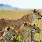 lion animal characteristics2