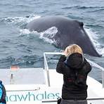 knysna whale watching2