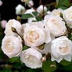 white rose varieties2