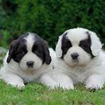 How much does a Newfoundland puppy cost?2
