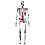 vertebral column quiz2