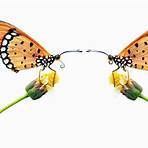How many butterfly flower stock photos are there?2