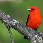 Do scarlet tanagers live in oak forests?4