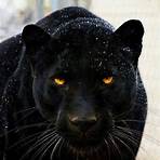 pantera negra animal wikipédia4