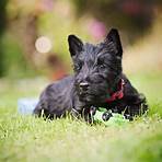 Scottish Terrier wikipedia4