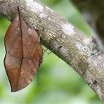 dead leaf butterfly disguise1