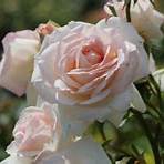 penny lane rose1