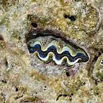How does a giant clam work?1